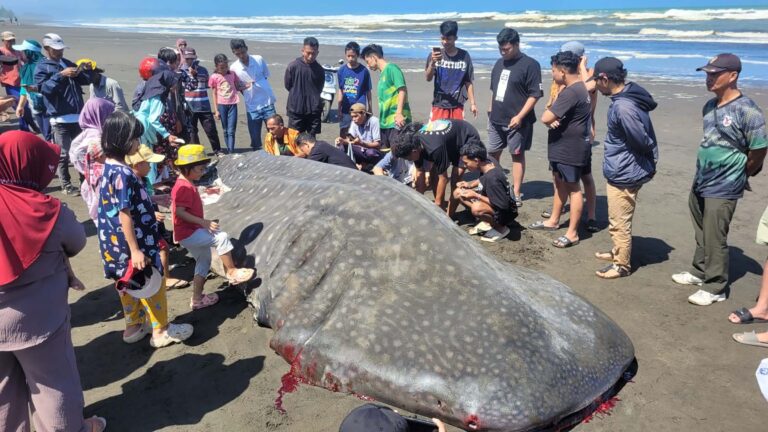 Beached Whale Shark in Cilacap Sparks Questions About What’s Happening Beneath the Waves