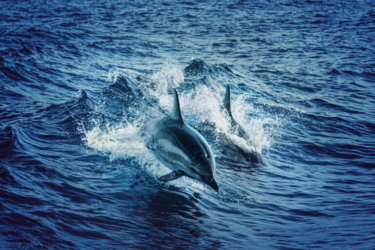 6 Best Places to See Dolphins in Indonesia – You Can Even Swim With Them!