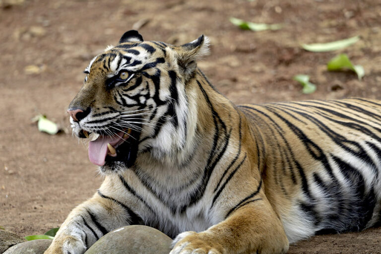 Living with Tigers: The Semende People, Forests, and the Struggle for Harmony in South Sumatra