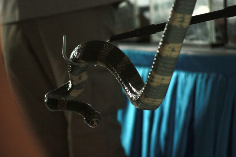 Beware: These Common Garden Plants Might Attract Snakes to Your Home