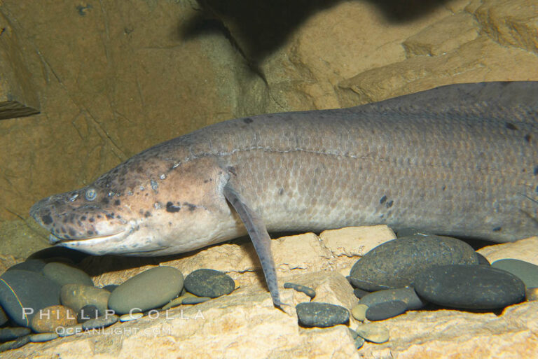 Unbreakable Survivor: Meet the African Lungfish That Can Live Without Water for Up to 4 Years