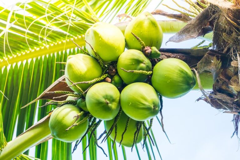 Unlocking the Global Potential of Indonesia’s Coconut Industry