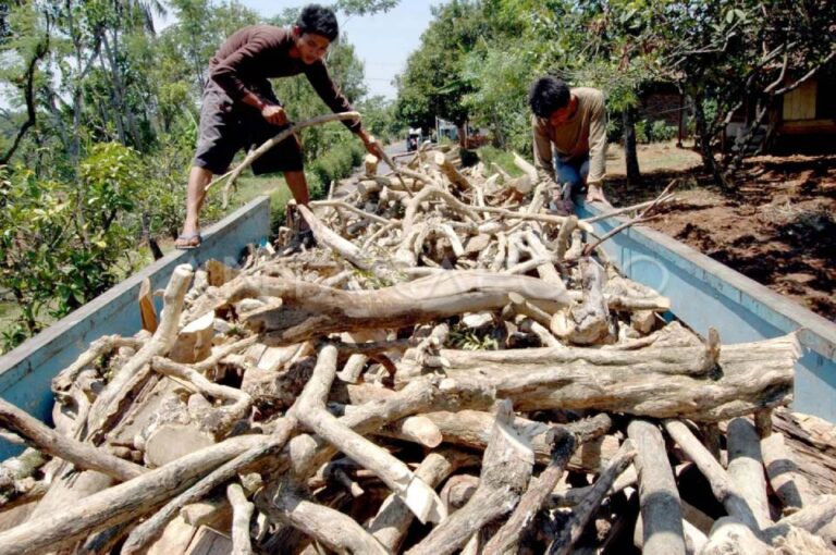 Coffee Wood: A High-Value Byproduct of the Plantation Coffee Wood
