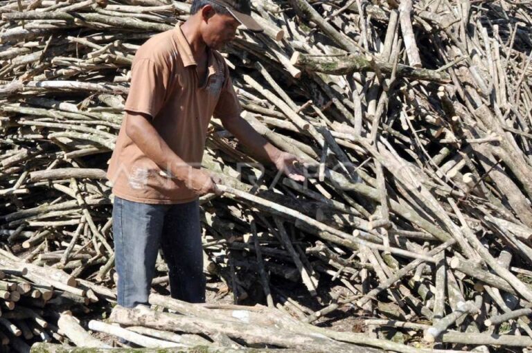 Getting to Know Coffee Wood: Strong, Unique, and Eco-Friendly