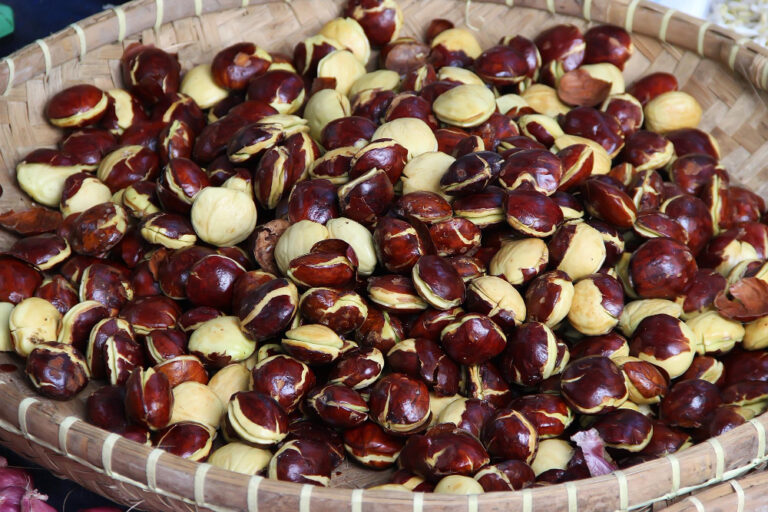 The Surprisingly Strong Export Potential of Jengkol (Dogfruit): Southeast Asia’s Pungent Gold