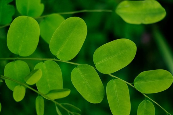 The Global Demand for Moringa Leaves Is Rising—Here’s Why It’s a Smart Export Opportunity