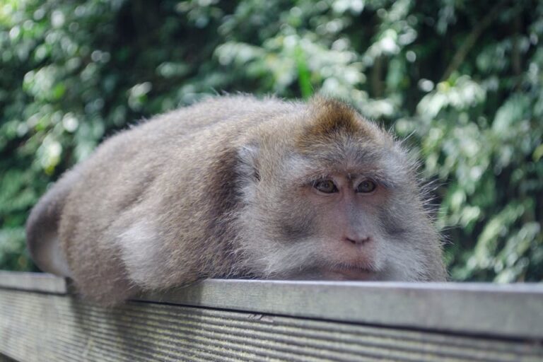 How to Survive a Monkey Encounter in Southeast Asia (Without Losing Your Snacks)