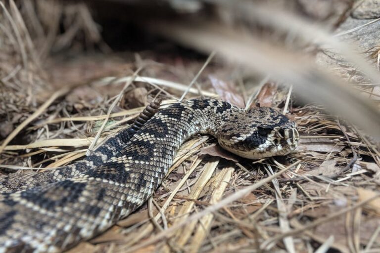 Snakebite Crisis in Indonesia: Ground Pit Viper Attacks and How to Respond