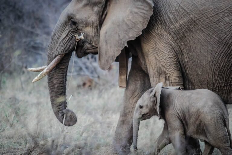 When Giants Fall: The Untold Struggle of Indonesia’s Dying Elephants
