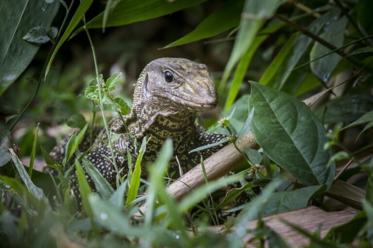 What to Do When You See a Monitor Lizard: Understanding Biawak and Living Peacefully with Wild Reptiles in Indonesia