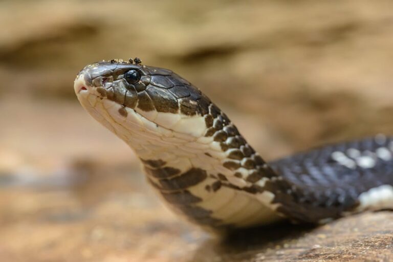 Top 5 Deadliest Snakes in Southeast Asia