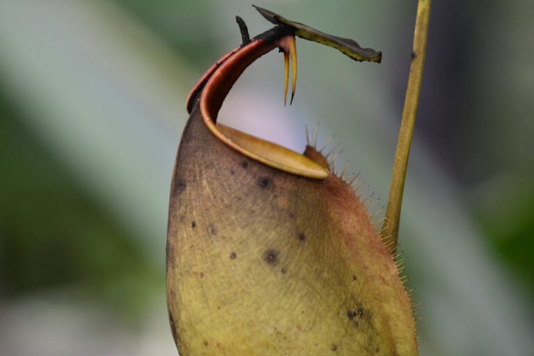 Not a Cat, Not a Snake — Meet the Plant That Can Eat Rats