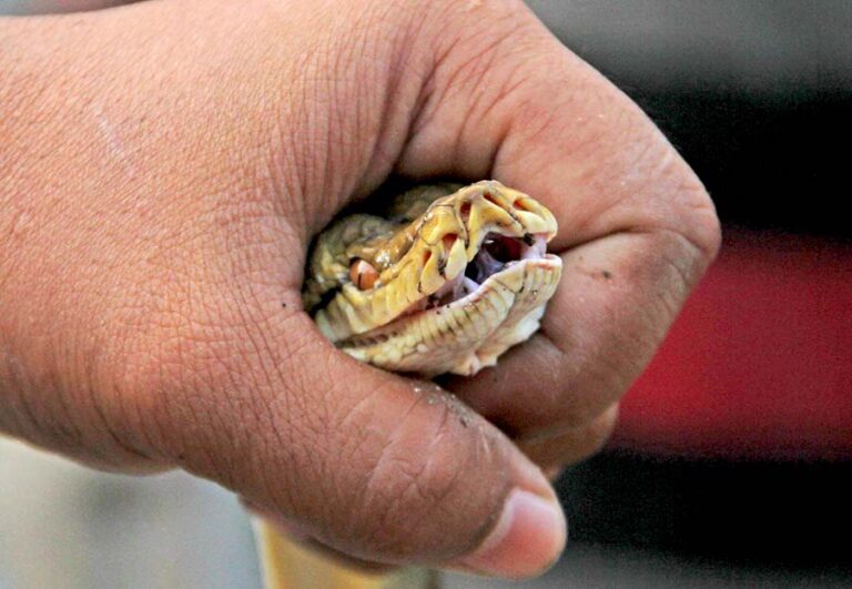 Venomous vs Non-Venomous Snakes: How to Tell the Difference and What to Do If You’re Bitten