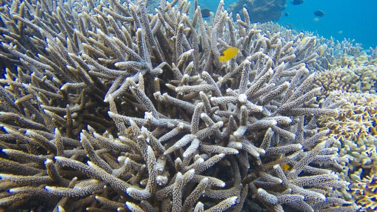 Tanjung Karang Beach: An Underwater Paradise in Donggala Arcopora Formosa