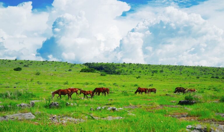 Puru Kambera Savanna: Tracing the Wild Horses of East Sumba