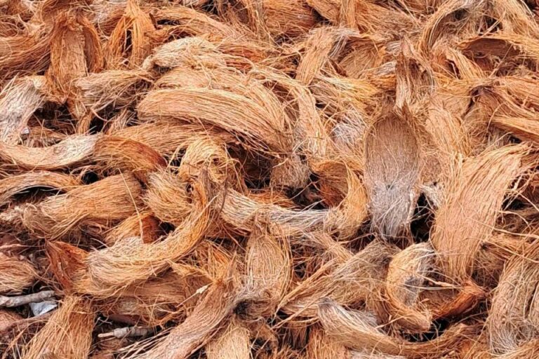 Coconut Fiber Export Price: Specifications and Global Business Opportunities