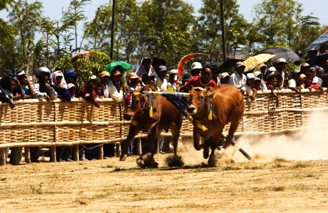 Madura’s Bull Racing Tradition: Karapan Sapi, The Heartbeat of Indonesian Culture