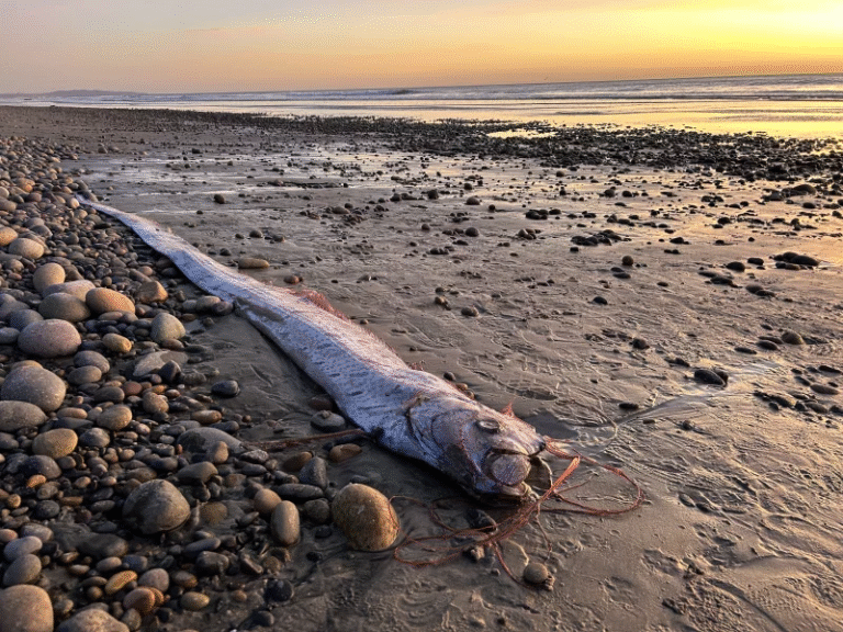 The Mysterious Sea Dragon: Oarfish, the Doomsday Fish from the Depths