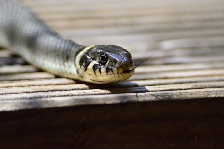 5 Types of Snakes That Often Enter Homes and How to Keep Them Out