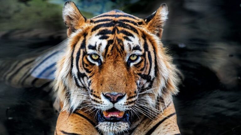 The Tiger Terror in Old Jakarta: When 800 Hunters Were Deployed