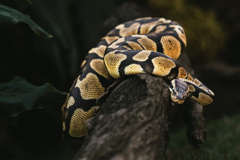 List of Plants That Attract and Repel Snakes Around the House