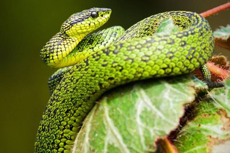 Know the Types of Snakes in the Wild & What to Do If You Get Bitten