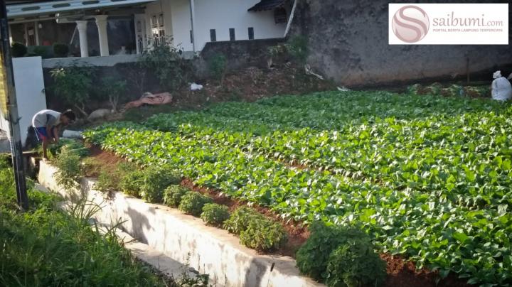 Warga Bandarlampung Sulap Semak Belukar Jadi Kebun Sayur Di Tengah Kota