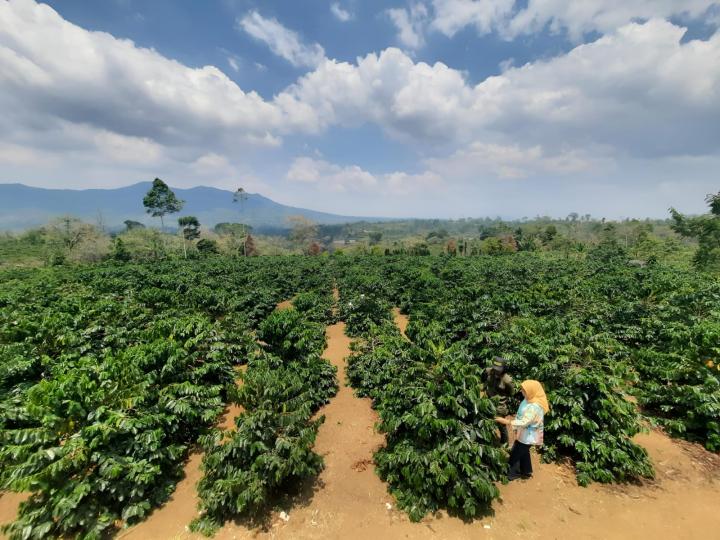 Petani Kopi di Lampung Didorong Terapkan Sistem Pagar