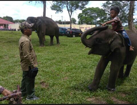 Download 6800 Gambar Gajah Jadi Pocong Terbaik 