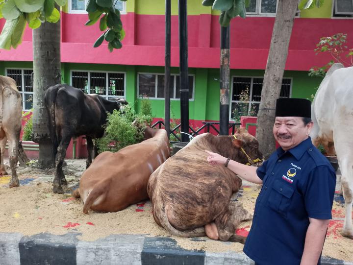 Idul Adha 1444 H, DPW NasDem Lampung Kurban 15 Ekor Sapi 