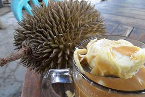 Unduh 53 Koleksi Gambar Durian Kopi Luwak Terbaik 