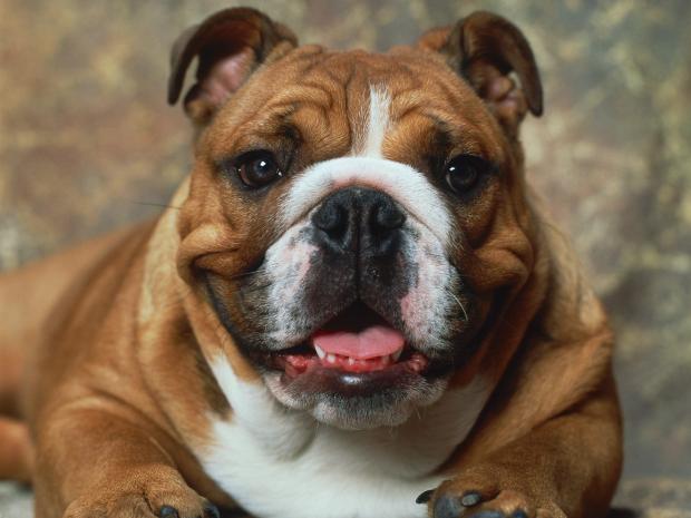 PRT Indonesia Cidera Parah Diserang Anjing Bulldog