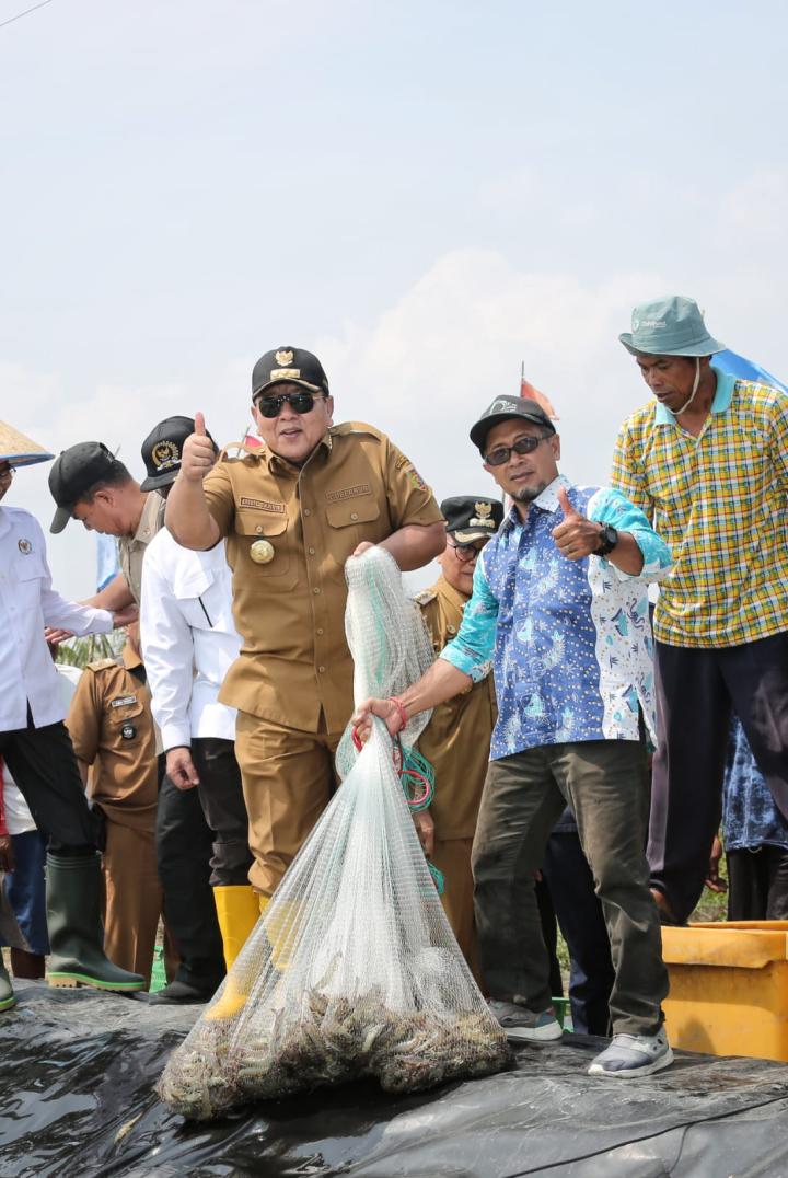 Panen Udang di Tulang Bawang, Gubernur Arinal Dorong Pertambakan Udang di Lampung Bangkit dan Berjaya Kembali 