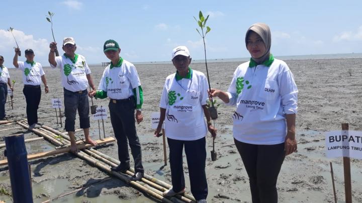 Festival Mangrove Lampung Timur Warga Sumbang 1 000 Batang