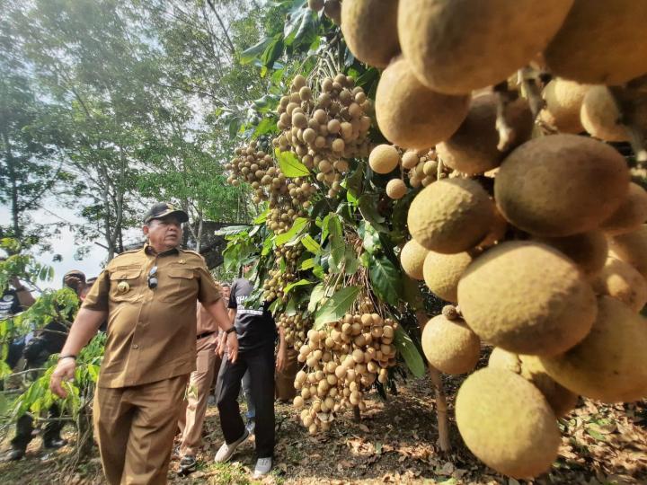 Potensi Sentra Buah Kelengkeng di Lampung Timur 