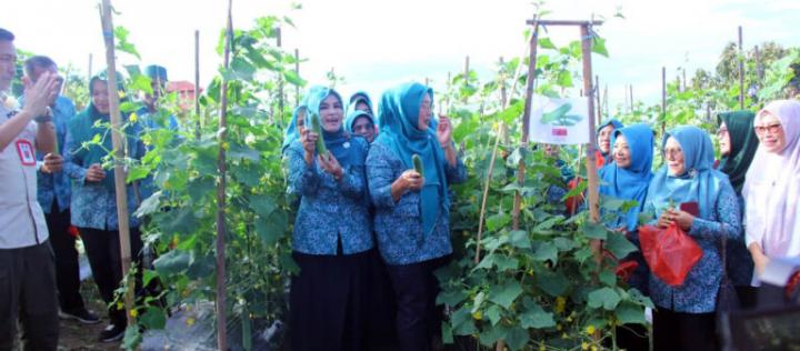 Ketua TP PKK Hj Winarni Panen dan Sekdakab Thamrin Panen Perdana Timun di Kebun Edukasi