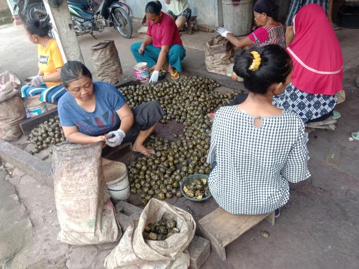 Cerita Buruh Kupas Buah Kolang-Kaling, Kelompok Ibu-Ibu di Bandarlampung: Cuma Bisa Pasrah