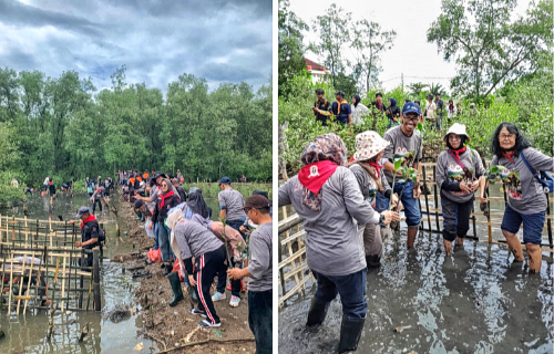 Aksi Nyata Jaga Ekosistem Serta Lingkungan, Walhi Lampung dan Mahusa Unila Tanam 1000 Bibit Manggroove