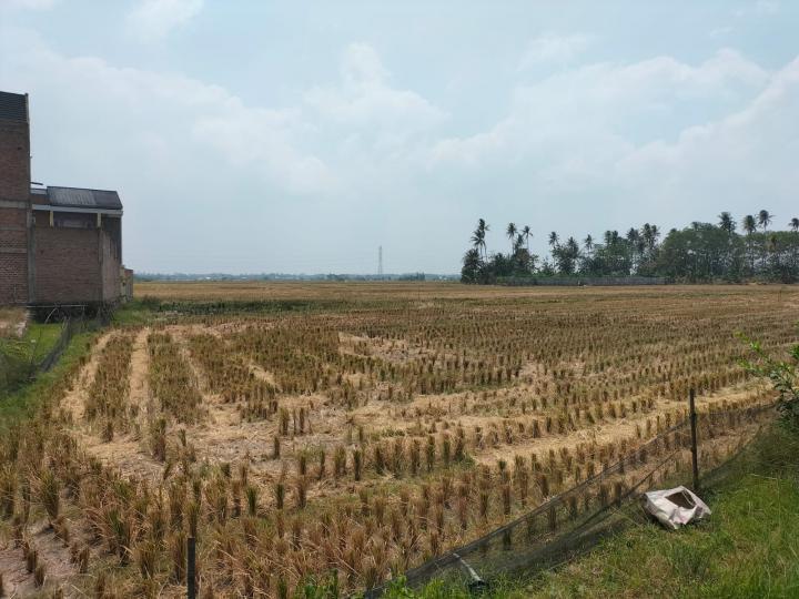 765 Hektare Lahan Pertanian Padi di Lampung Kekeringan 