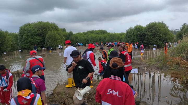 Ratusan Relawan Muda Palang Merah Remaja Tanam Mangrove dan Operasi Bersih Pantai 