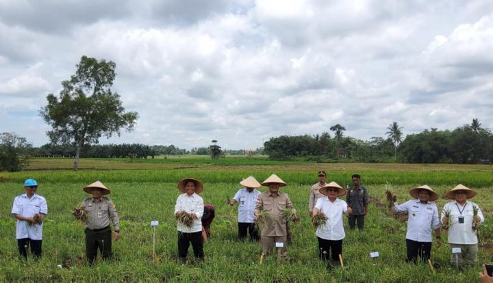 Teknologi Digital Farming Sukses, Lampung Tengah Panen Bawang Merah