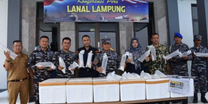 Lanal Lampung Sita 194,156 Benih Bening Lobster Pasca Penggerebekan