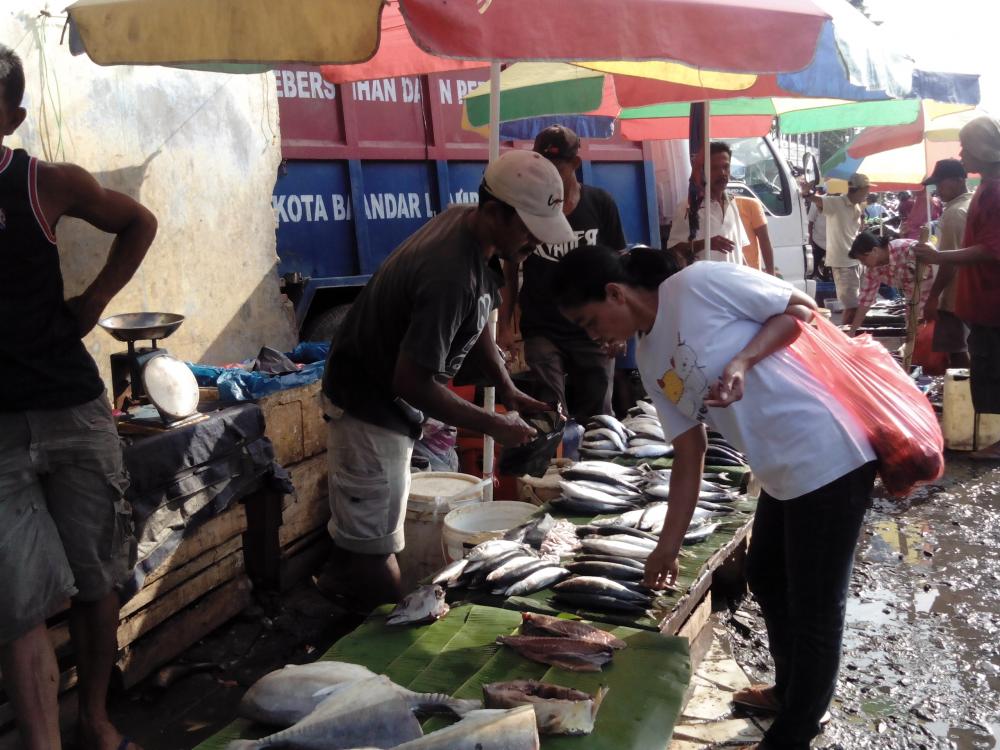 Harga Ikan  Lele  Turun Dibandingkan Ikan  Laut 