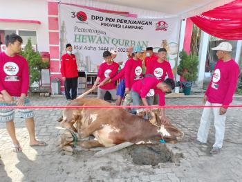 Idul Adha 1444 H, PDI Perjuangan Lampung Potong 10 Sapi Kurban