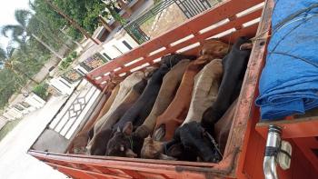 Tanpa Sertifikat Kesehatan, 4,7 Ton Daging Kerbau dan 30 Ekor Sapi Ditolak Masuk Lampung 