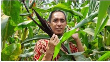 Biofortifikasi Tanaman Jagung, Inovasi Dosen FP Unila Atasi Stunting 