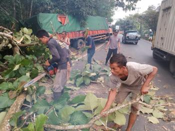 Polisi Evakuasi Pohon Tumbang di Jalinsum Lampung Utara Bersama Warga