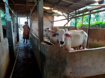 Hasil Uji Lab Sapi Bergejala Mirip PMK di Lampung Belum Keluar