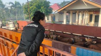 Lagi, Puluhan Sapi Ditolak Masuk Lampung 