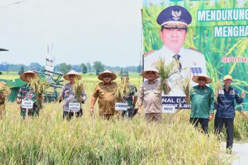 Gubernur Arinal Djunaidi Lakukan Panen Raya Padi di Kabupaten Lampung Tengah 